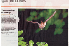 Artikel vleermuizen HCnieuws