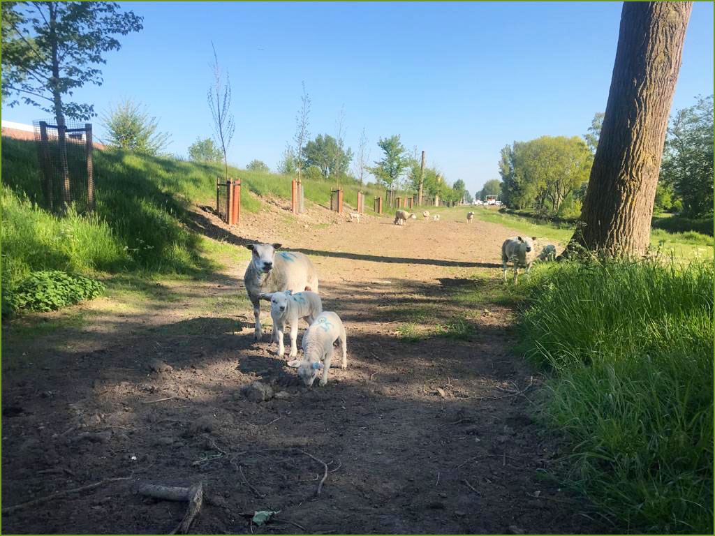 Lammetjes Geniedijk 2020